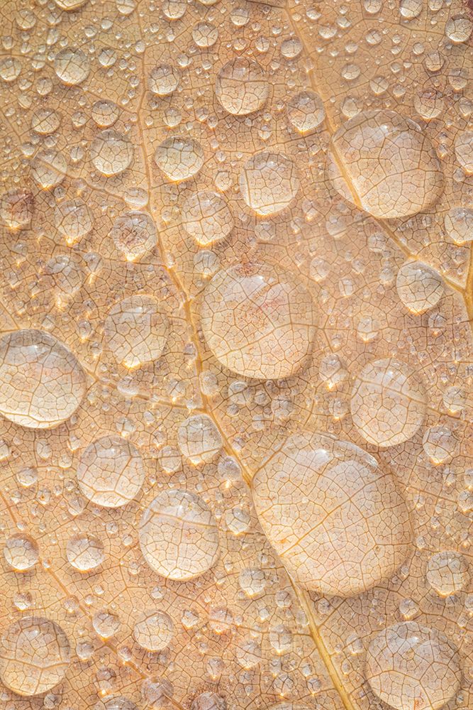 USA, Washington State, Seabeck. Tulip poplar leaf covered with raindrops.
